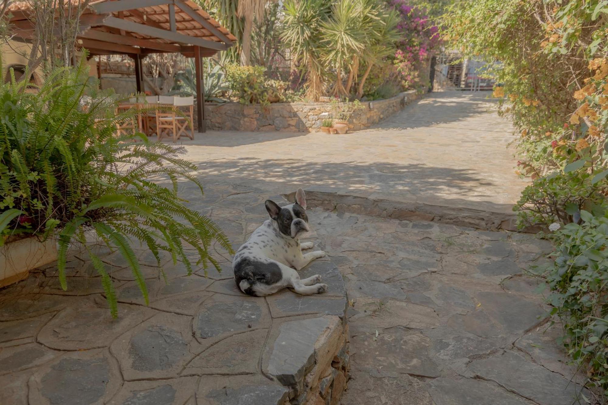 Private Pet Friendly Villa Ajos Nikolaos Zewnętrze zdjęcie